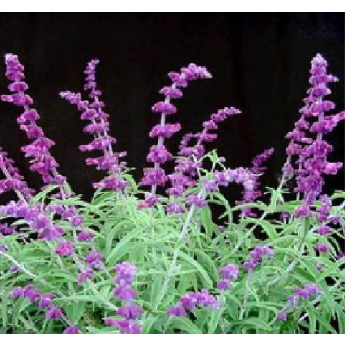Salvia leucantha Velvet Mexican Bush Sage 1 Plants Velvey Purple flowers Salvia leucantha Velvet Mexican Bush Sage 1 Plants Velvey Purple flowers